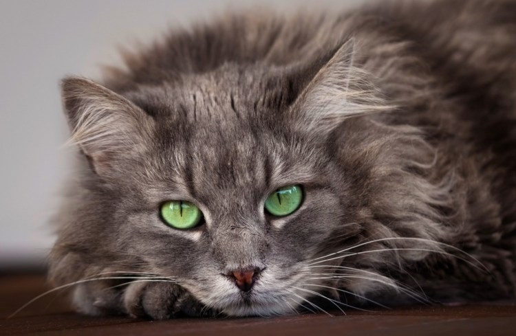 Порода кошек двортерьер