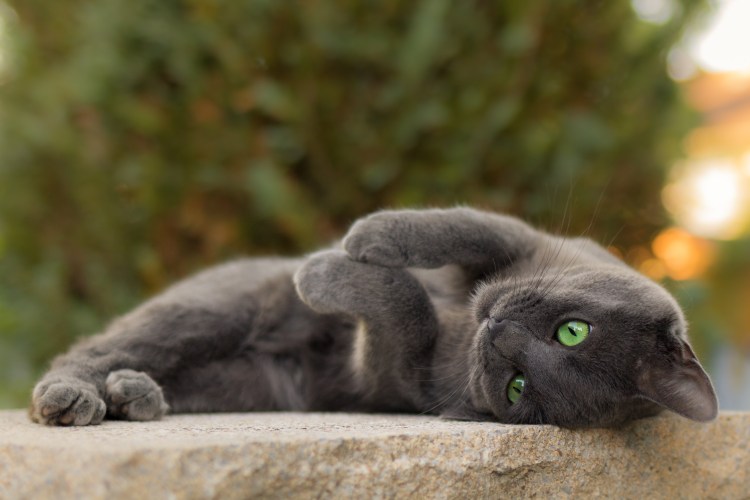 Тёмно серый кот