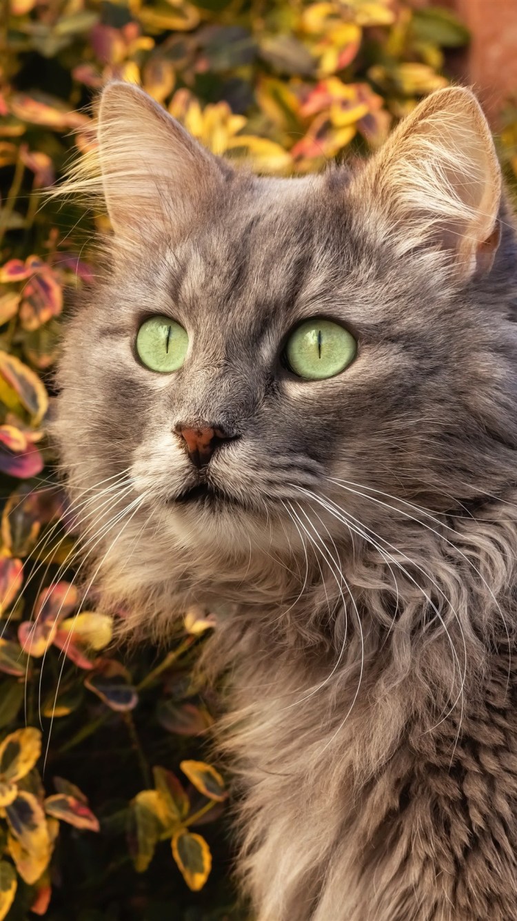 Кошка с изумрудными глазами