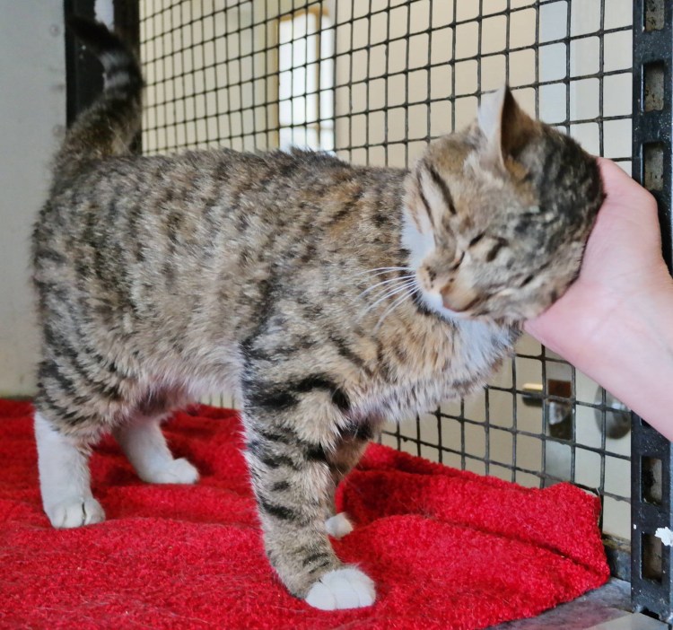 Красивые беспородные кошки