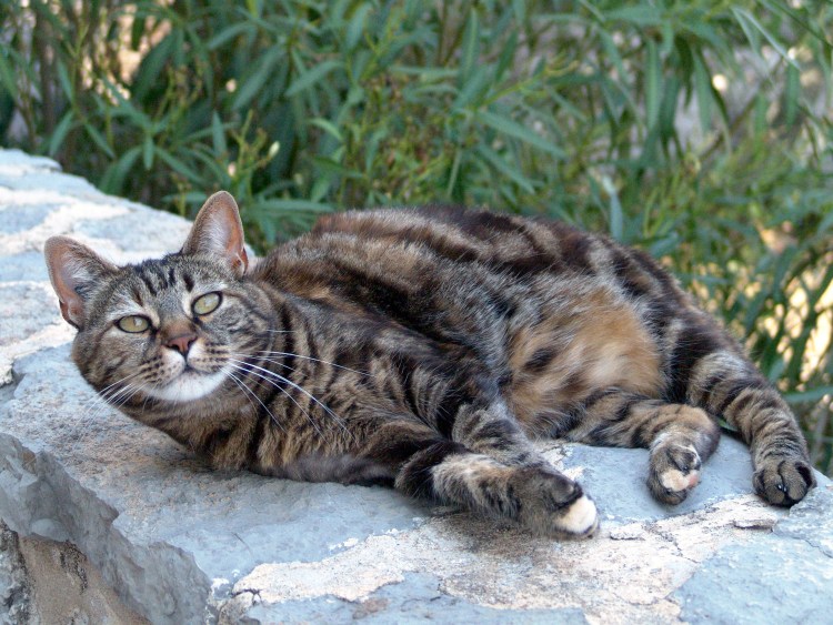 Камышовый кот полосатый домашний