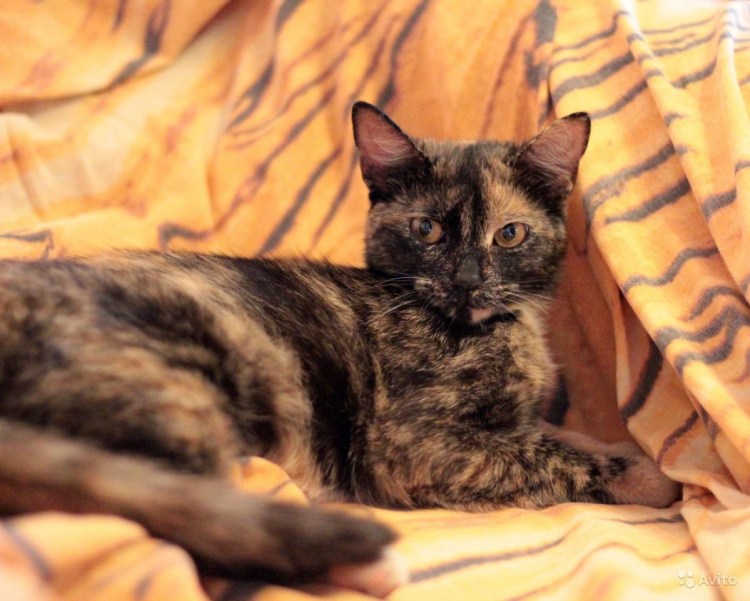 Дворняжка кошка черепаховый окрас