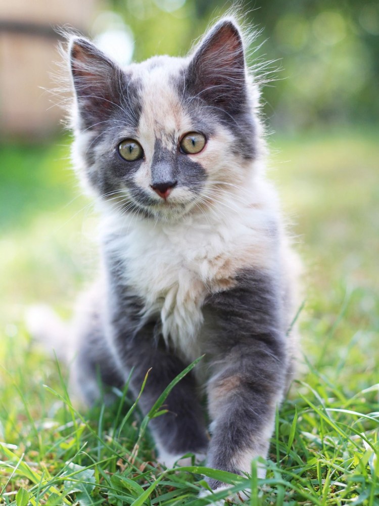 Европейский короткошёрстный метис полосатый