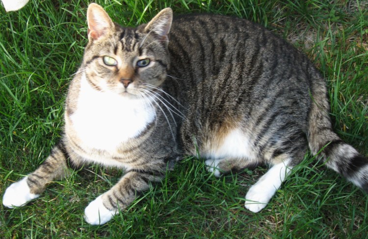 Калико табби окрас