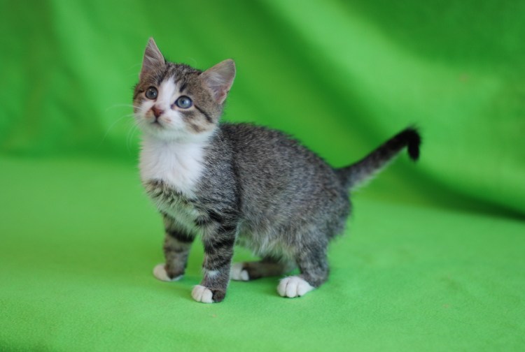 Мраморный табби европейская короткошерстная