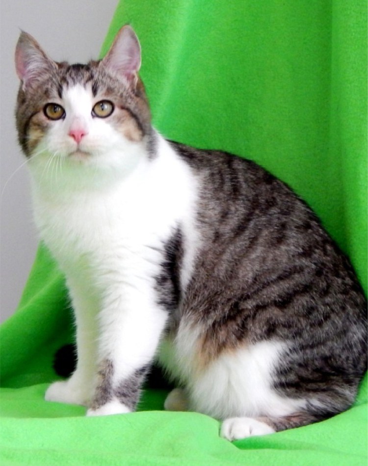 Сибирская кошка трехцветная короткошерстная