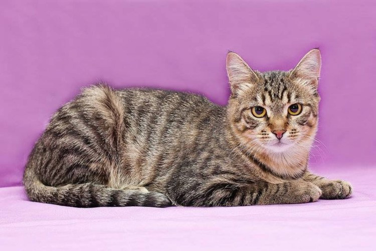 Сибирский камышовый кот