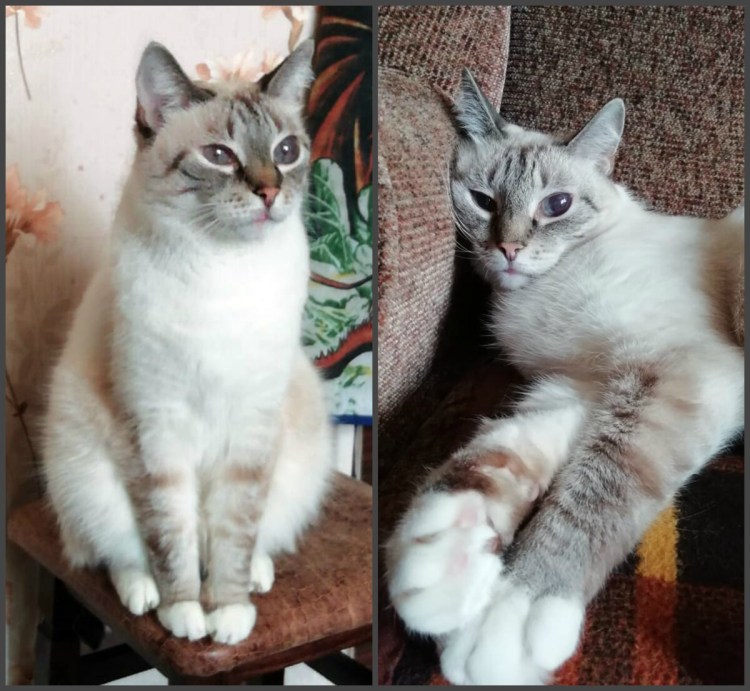 Акромеланический окрас кошек