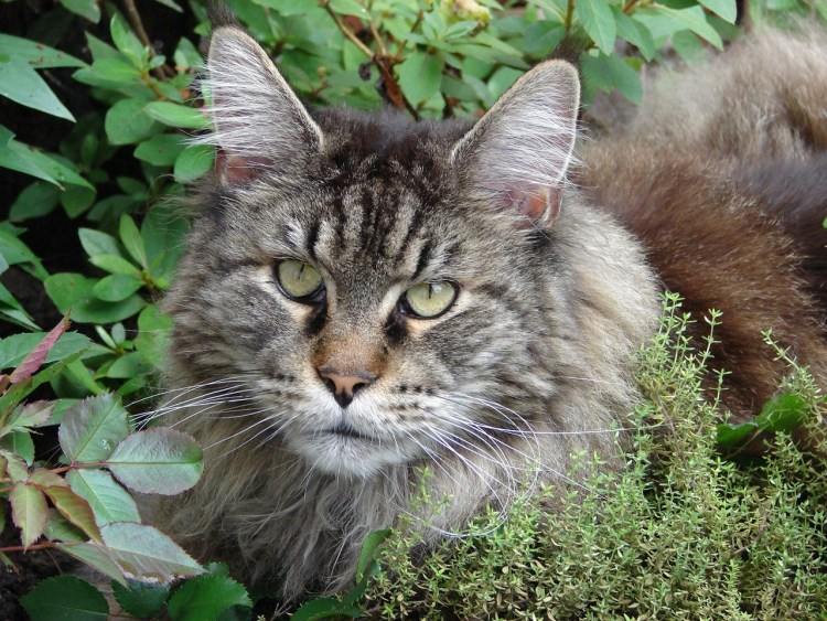 Полосатый кот беспородный