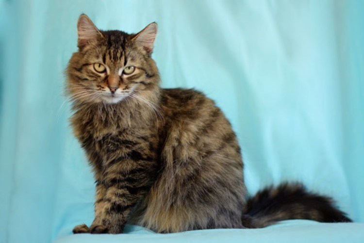 Серый табби беспородная