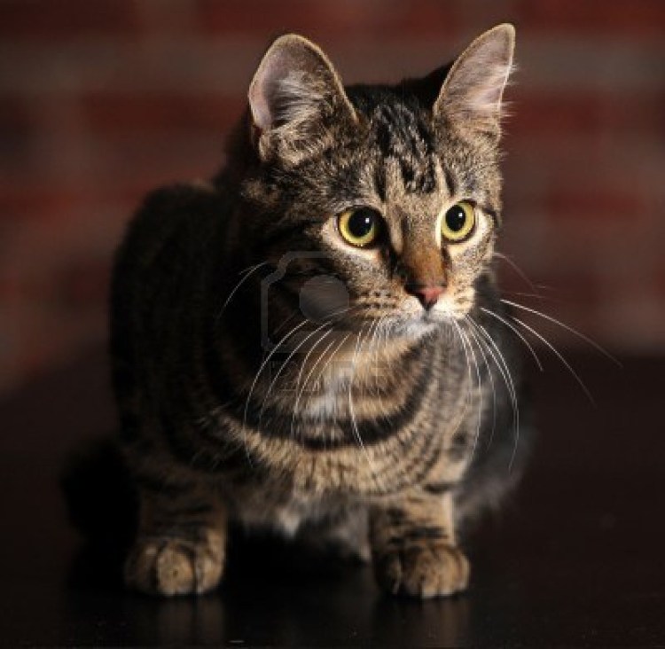 Беспородные мраморные кошки