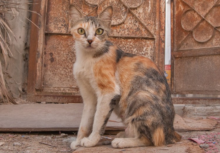 Беспородные кошки табби