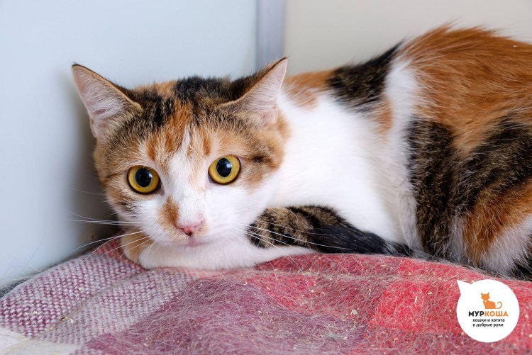 Трехшерстная кошка