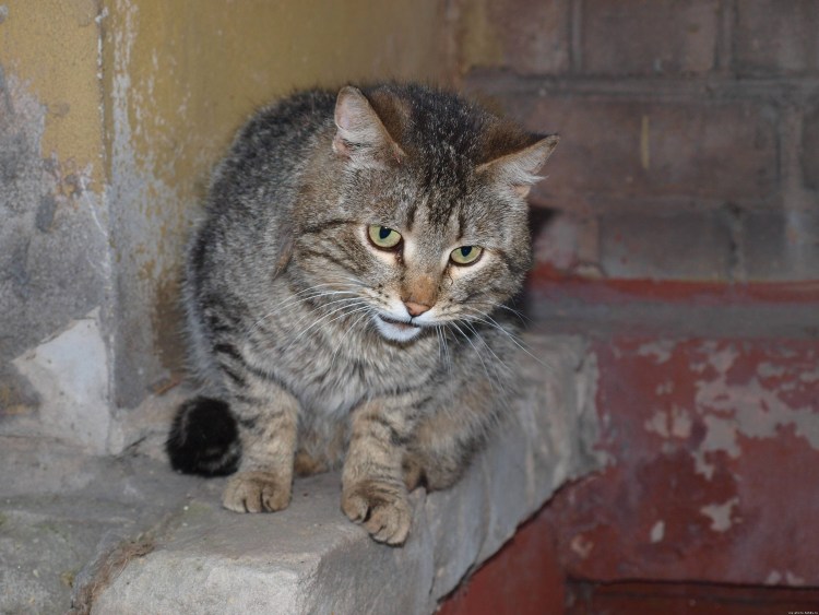 Кот табби макрель