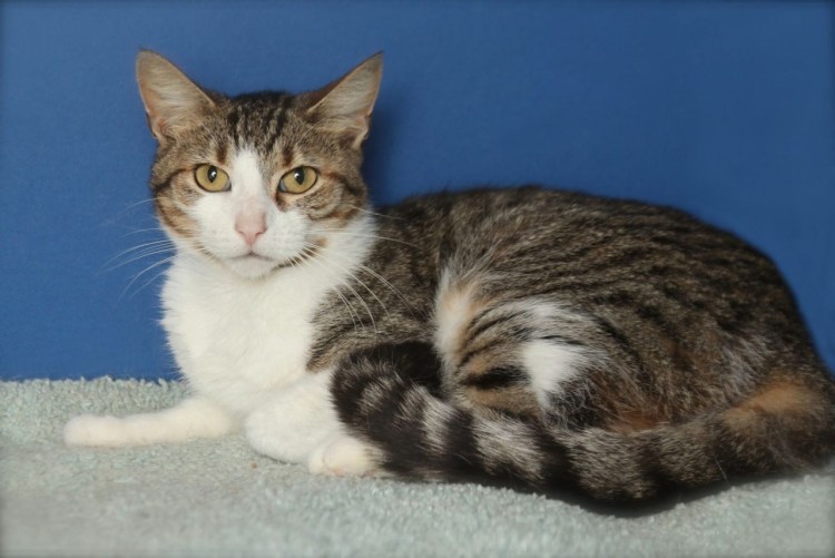 Калико табби окрас