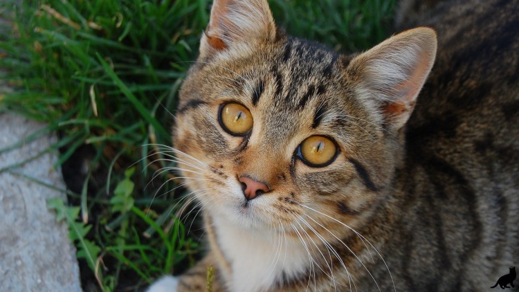 Европейская короткошерстная кошка серая