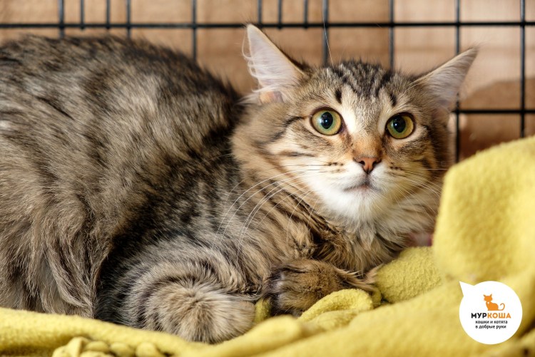 Серая кошка беспородная