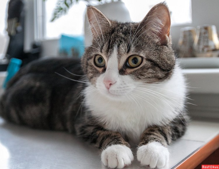 Табби макрель