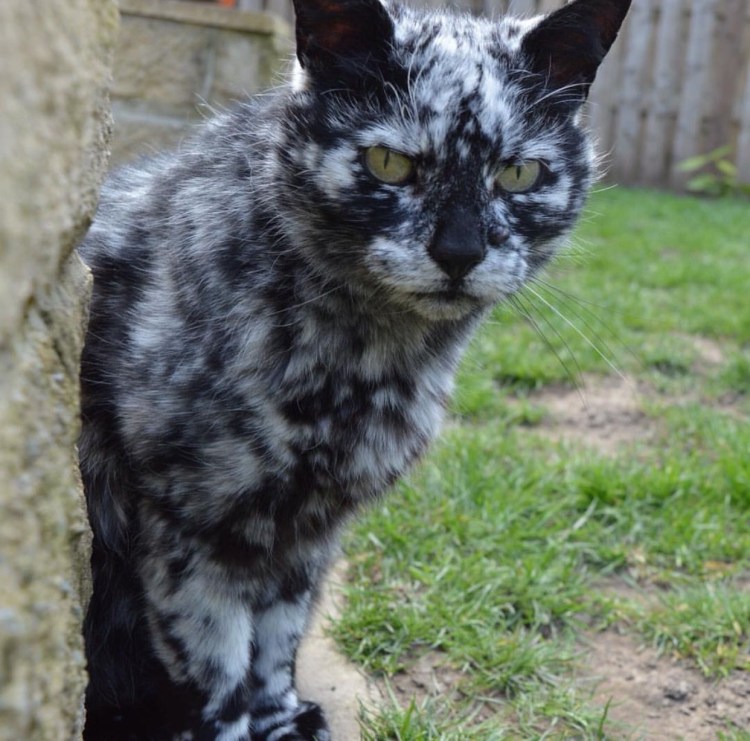 Сибирская кошка табби