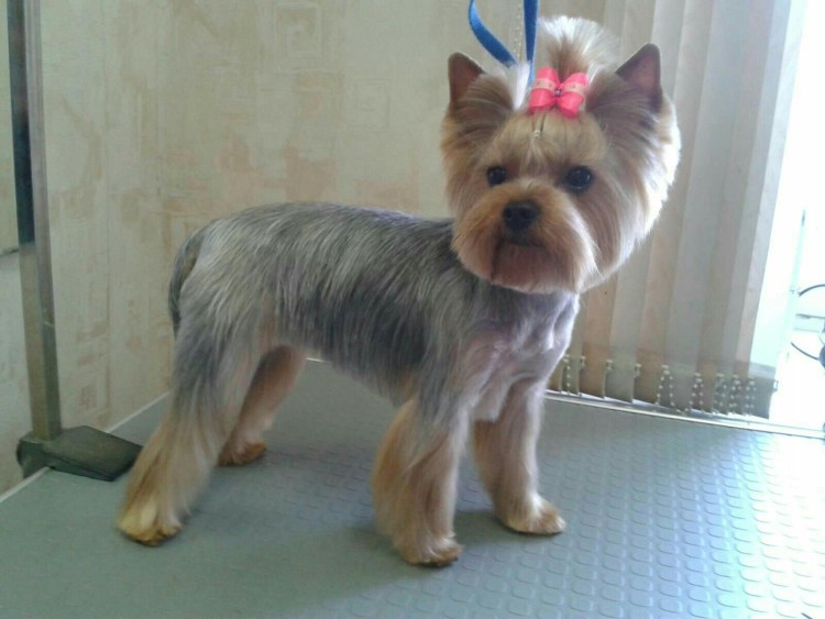 Йоркширский терьер Каскат