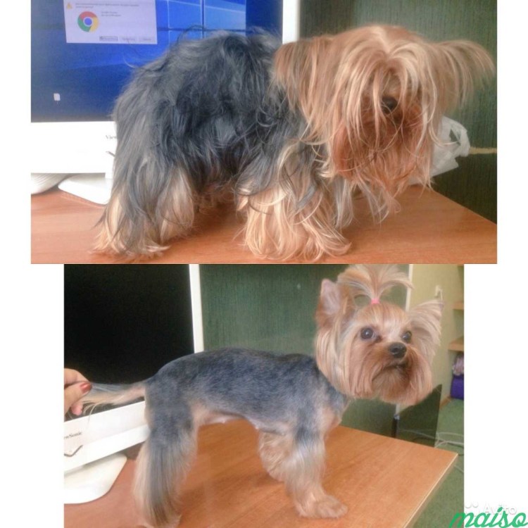 Йорк стрижка китайская хохлатая