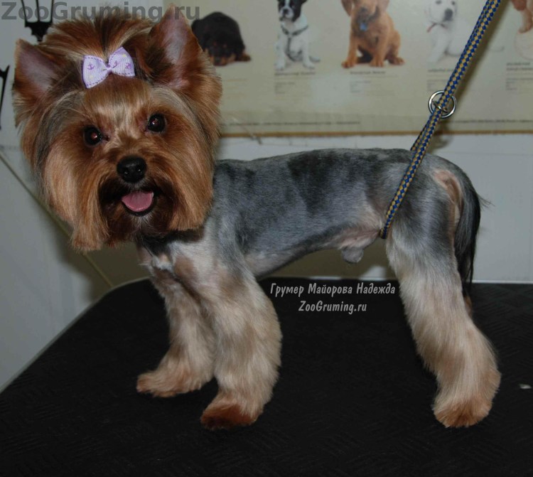 Йоркширский терьер стандарт стрижки