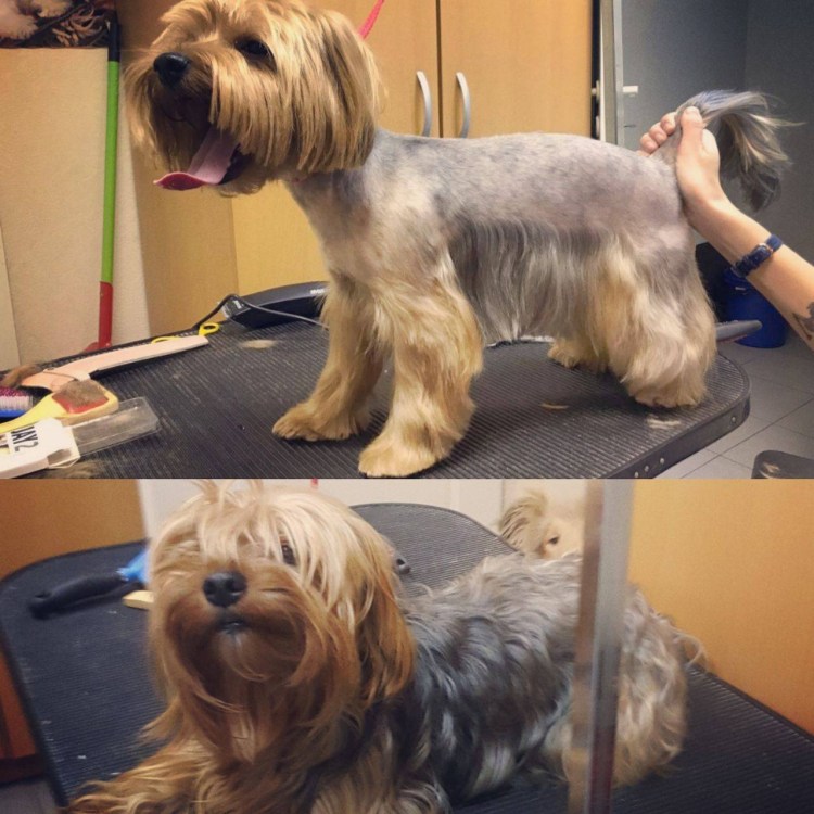 Стрижка Йорка ножницами