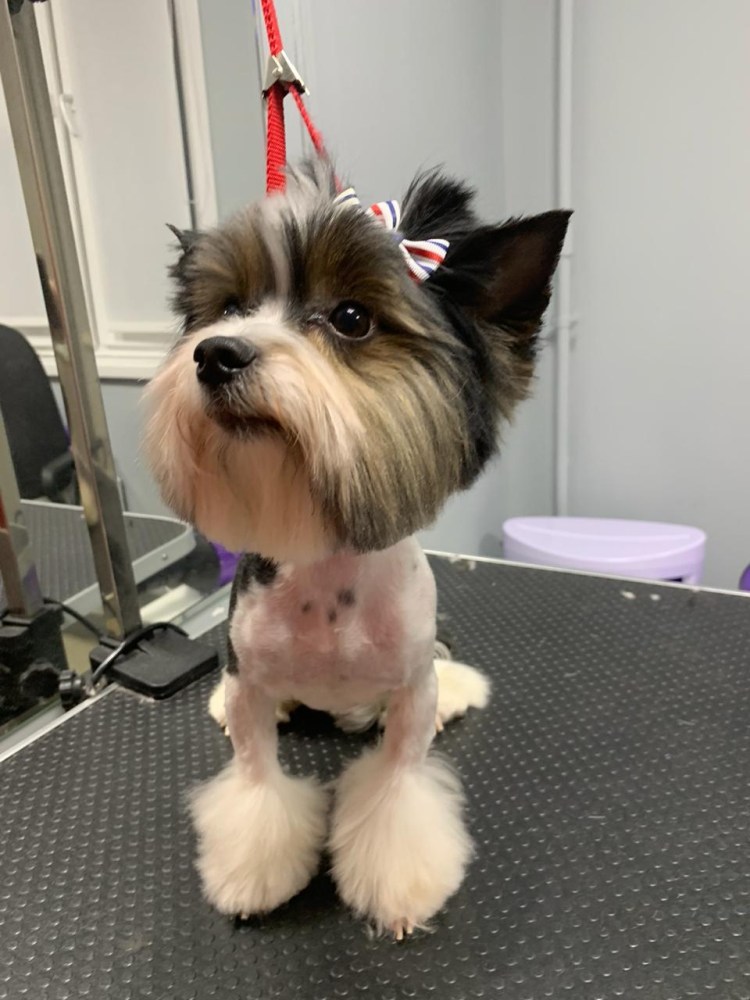 Бивер-Йоркширский терьер стрижки