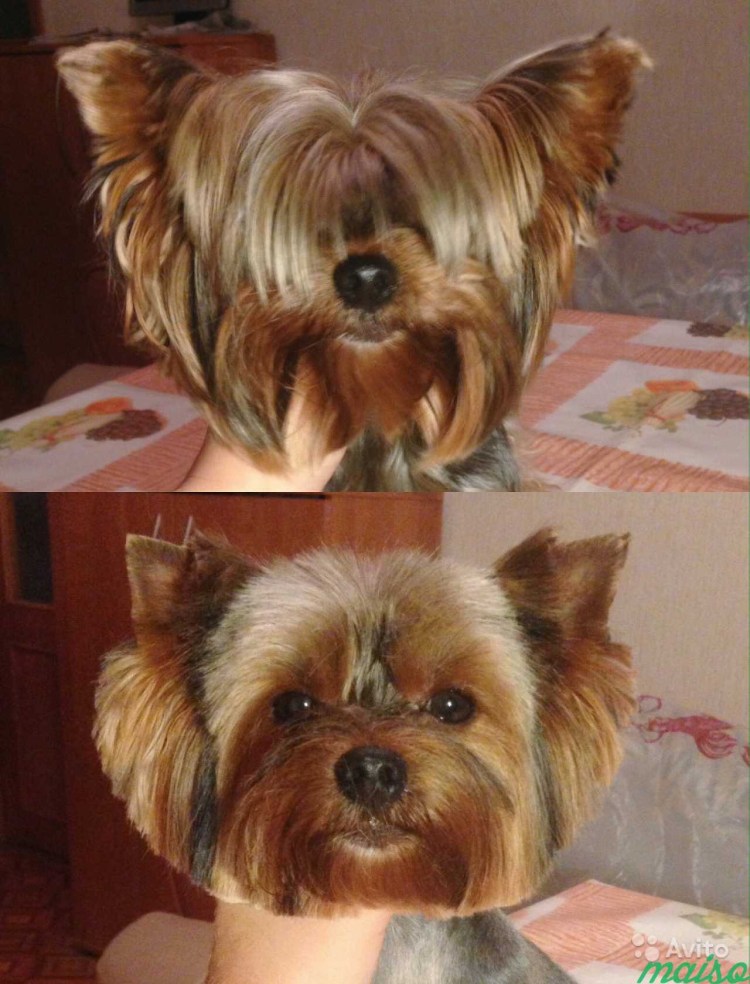 Стрижка Йорка и шпица