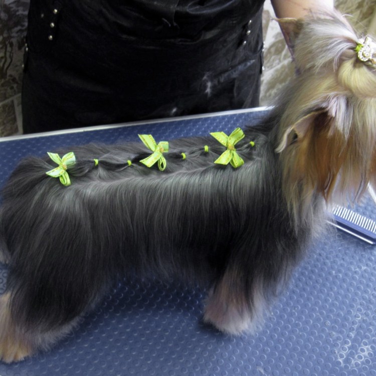 Стрижка Йорка с длинной шерстью