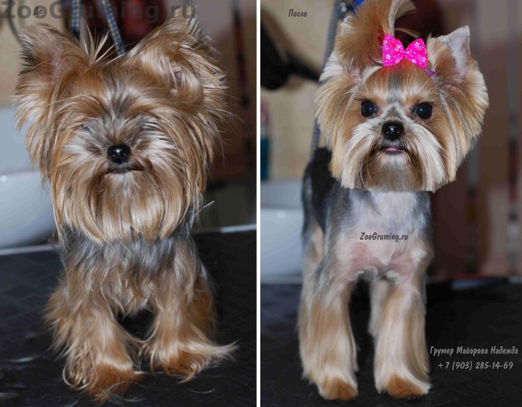 Стрижка маленьких собак