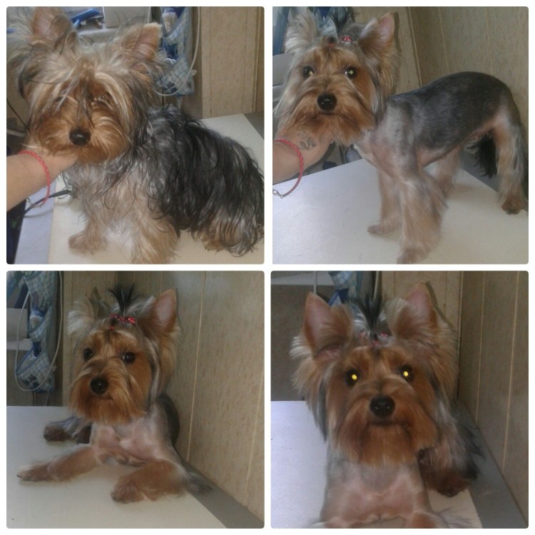 Пошаговая стрижка морды Йорка