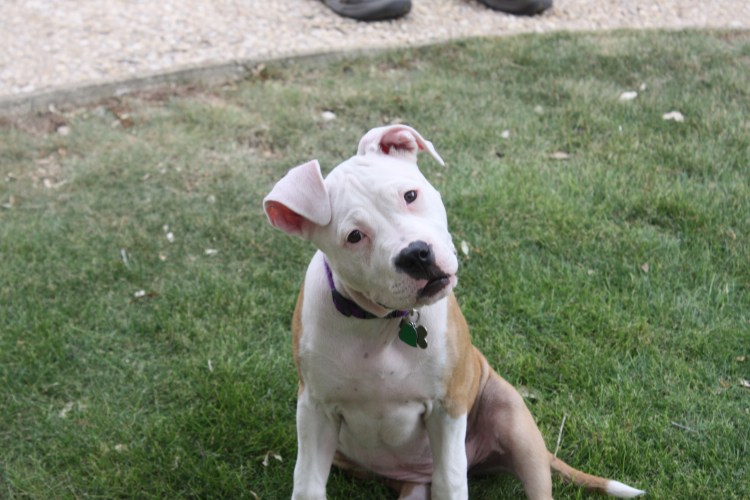 Стаффордширский терьер купирование