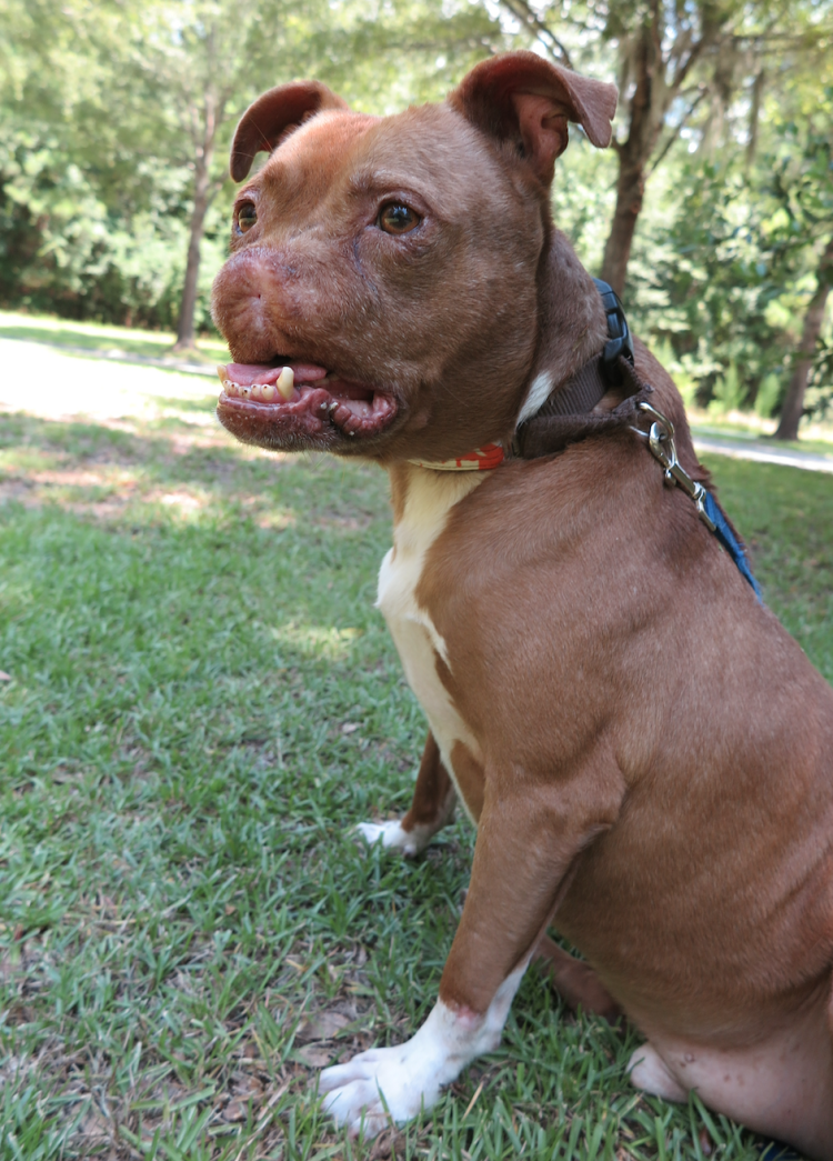 Американский стаффордширский терьер тигровый