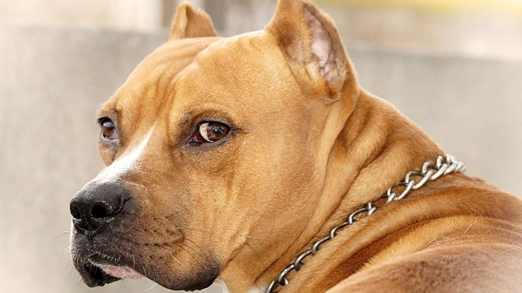 Американский питбультерьер хвост