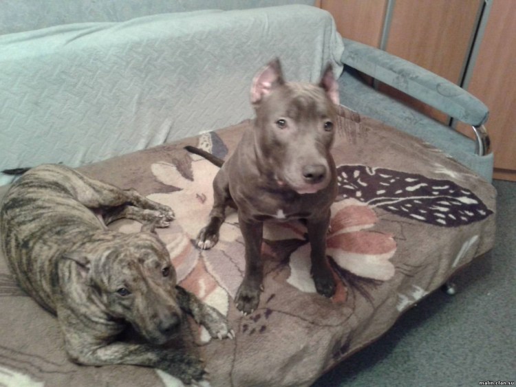 Американский питбультерьер некупированный