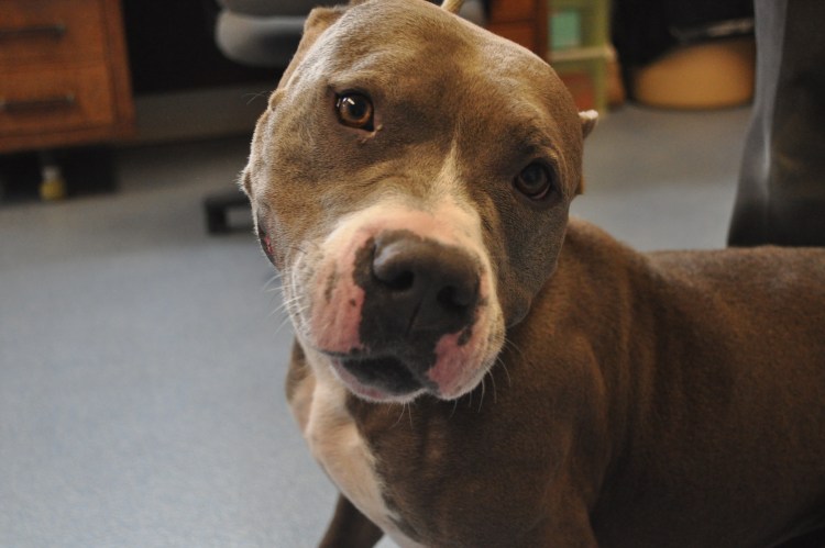 Купирование ушей у собак добермана