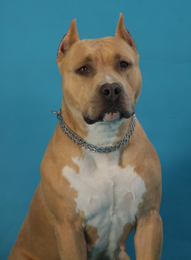 Купировали своим питомцам уши