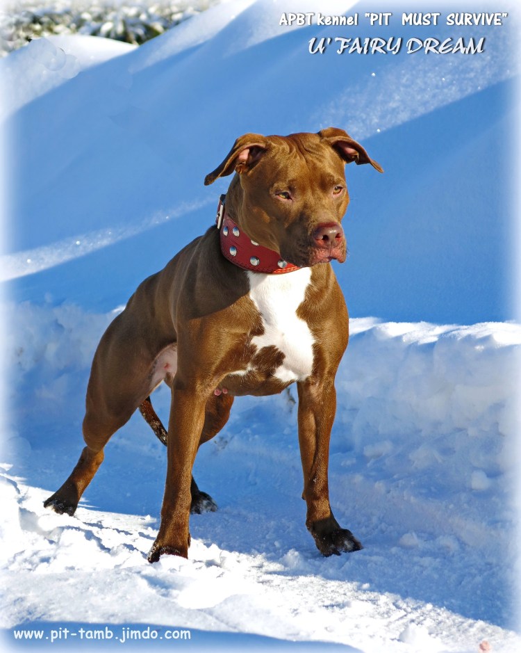 Стаффордширский терьер американский некупированный