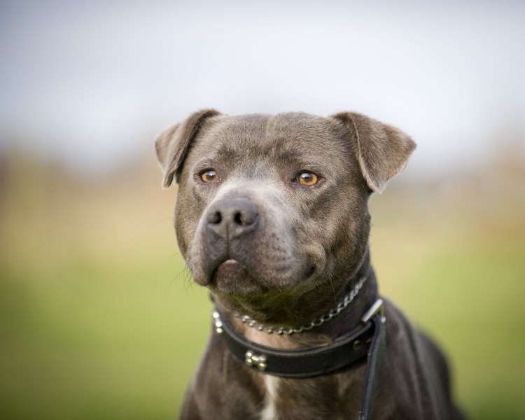 Стаффордширский терьер с некупированными ушами