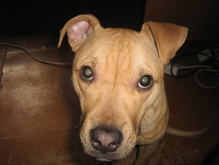 Питбультерьер некупированный