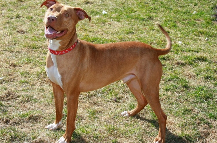 Питбуль Доберман купированные уши фото