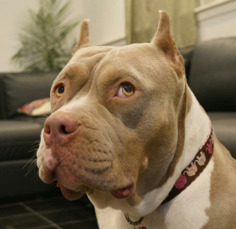 Американский питбультерьер купирование ушей