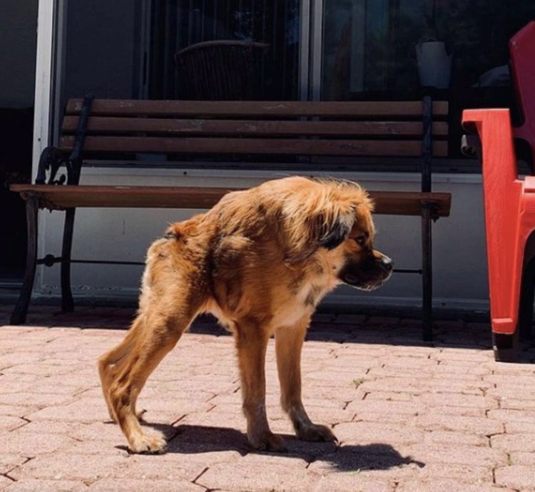 Смешные собаки фотошоп