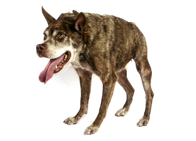 Дворняга на белом фоне