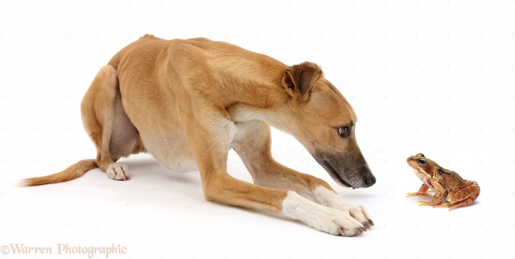 Голландская овчарка Квазимодо