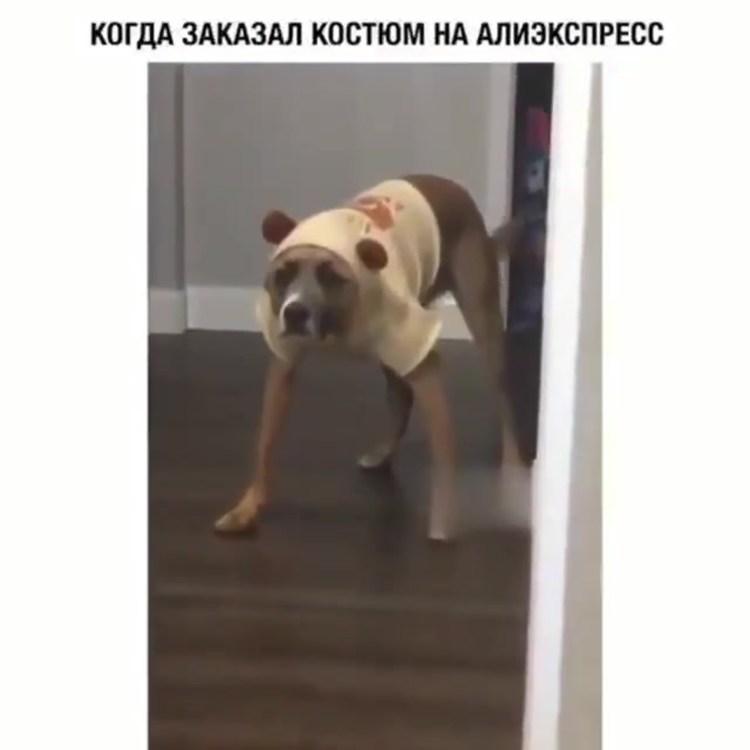 Укороченная собака