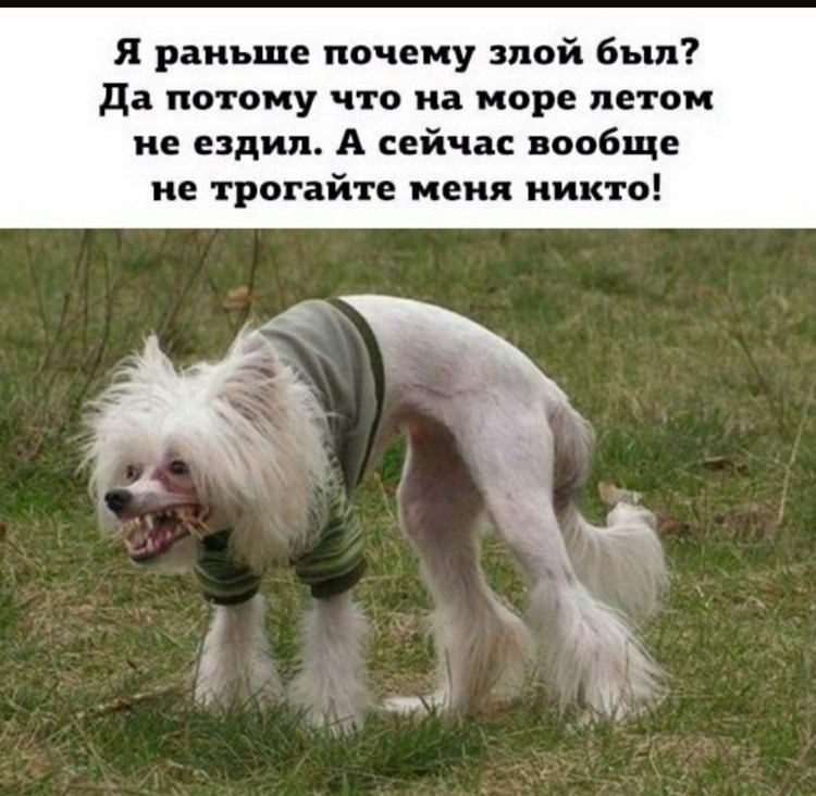 Пёс Квазимодо овчарка