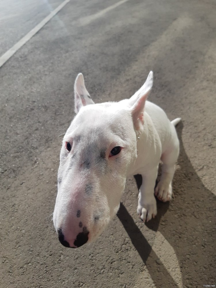 Немецкая овчарка Квазимодо