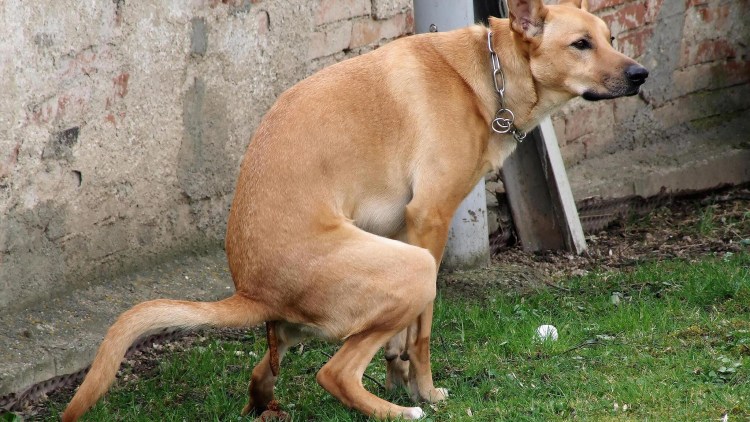 Собака гадит